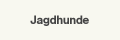 Jagdhunde